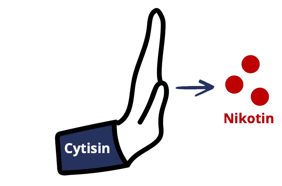 Eine schematische Darstellung der Wirkweise von Asmoken: Eine Hand mit der Beschriftung ‚Cytisin‘ bildet eine Barriere und weist rote Punkte ab, die als ‚Nikotin‘ gekennzeichnet sind. Die Grafik illustriert, wie der Wirkstoff Cytisin das Andocken von Nikotin an die Rezeptoren im Gehirn blockiert und so hilft, das Rauchverlangen zu stoppen.