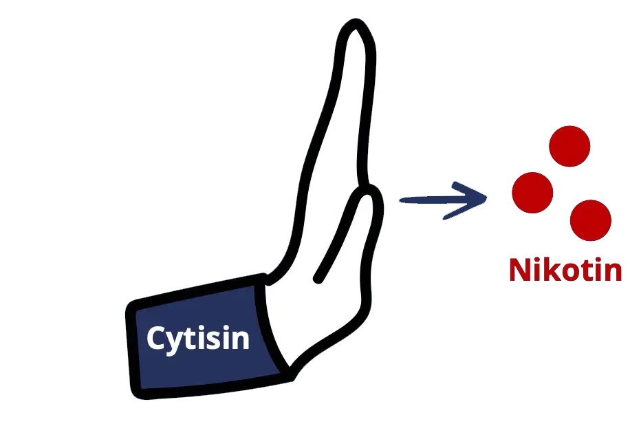 Eine schematische Darstellung der Wirkweise von Asmoken: Eine Hand mit der Beschriftung ‚Cytisin‘ bildet eine Barriere und weist rote Punkte ab, die als ‚Nikotin‘ gekennzeichnet sind. Die Grafik illustriert, wie der Wirkstoff Cytisin das Andocken von Nikotin an die Rezeptoren im Gehirn blockiert und so hilft, das Rauchverlangen zu stoppen.