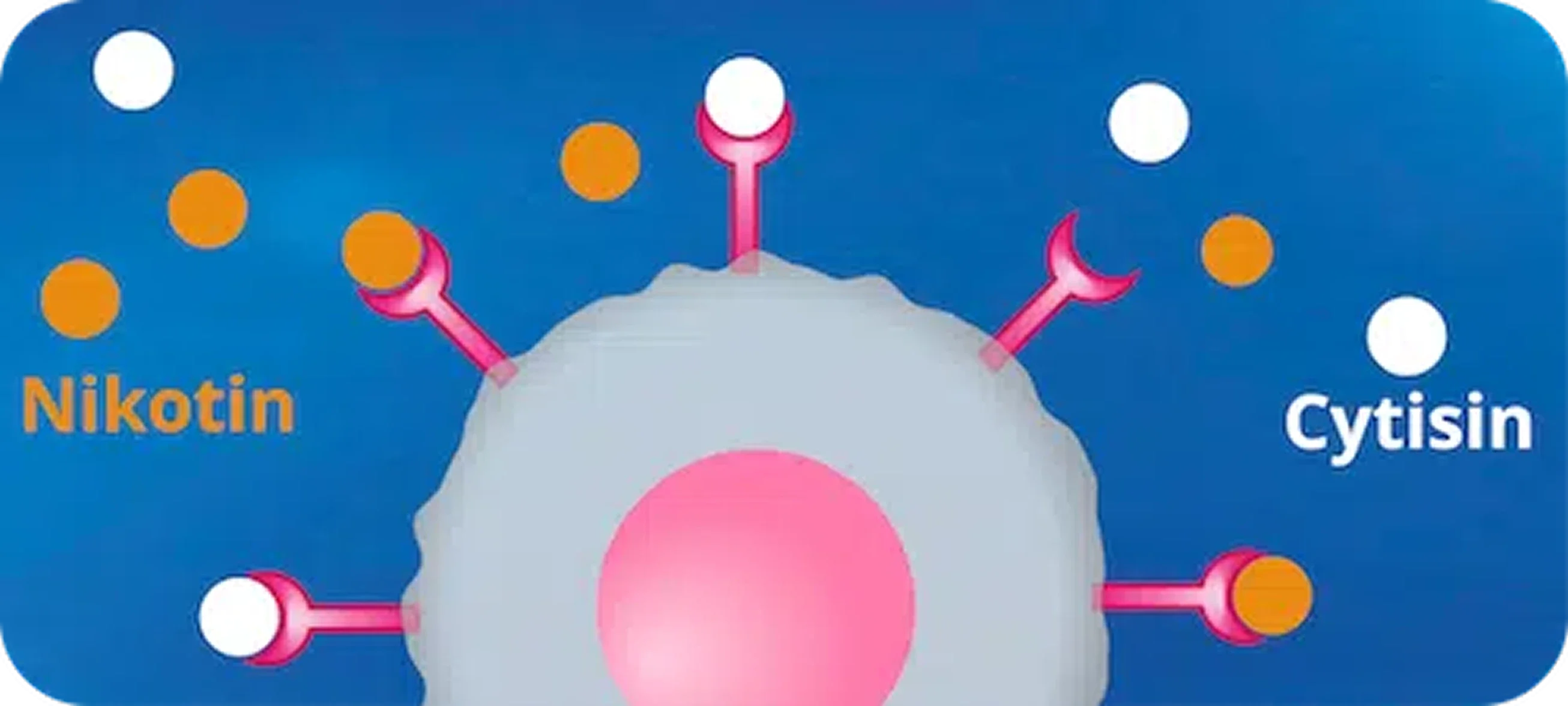 nfografik zum Wirkprinzip von Asmoken: Darstellung von Nikotin-Rezeptoren an einer Nervenzelle. Der Wirkstoff Cytisin (weiße Punkte) besetzt die Rezeptoren und verdrängt dabei Nikotin (orangefarbene Punkte).