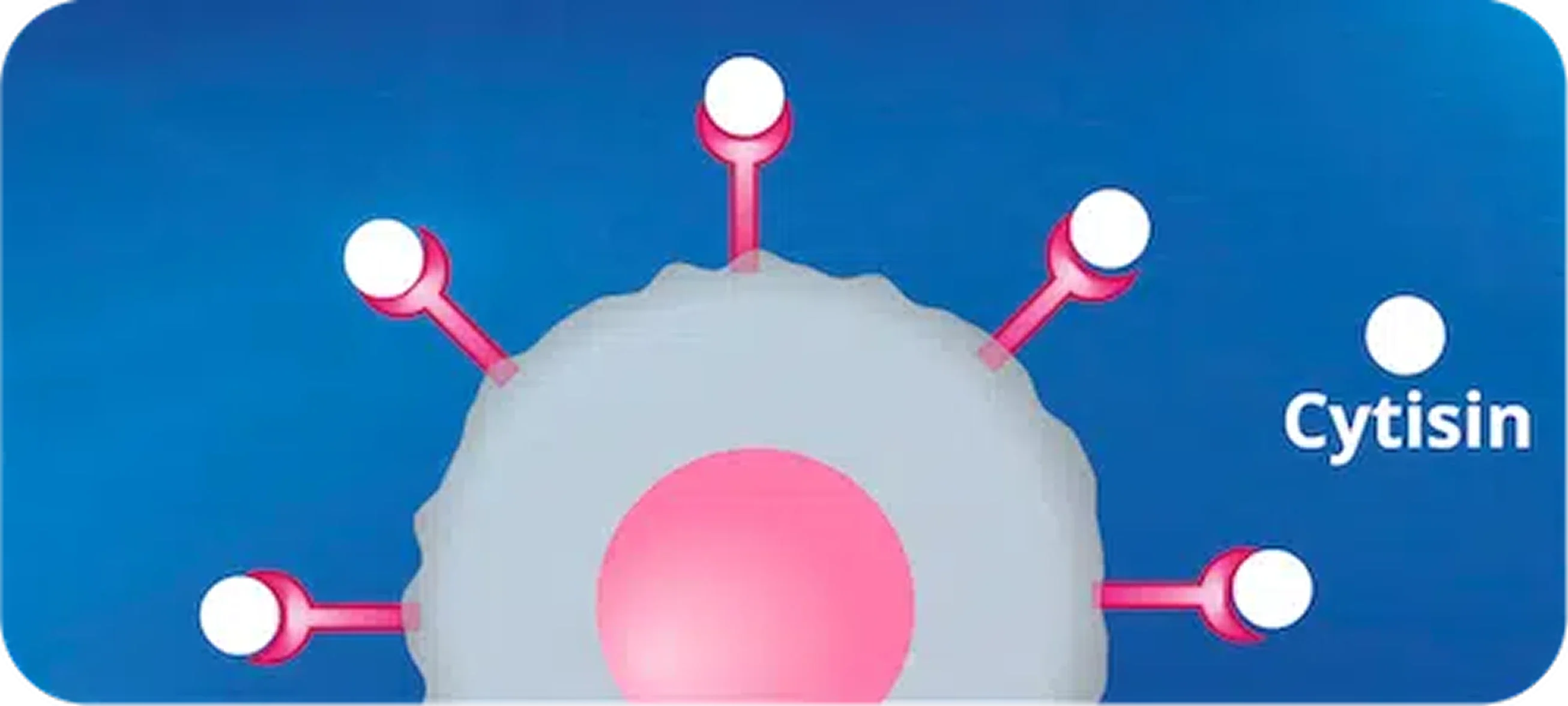 Schematische Darstellung der Nikotinrezeptoren an einer Nervenzelle, die vollständig durch den Wirkstoff Cytisin (weiße Kreise) besetzt sind – Visualisierung der Wirkweise von Asmoken.