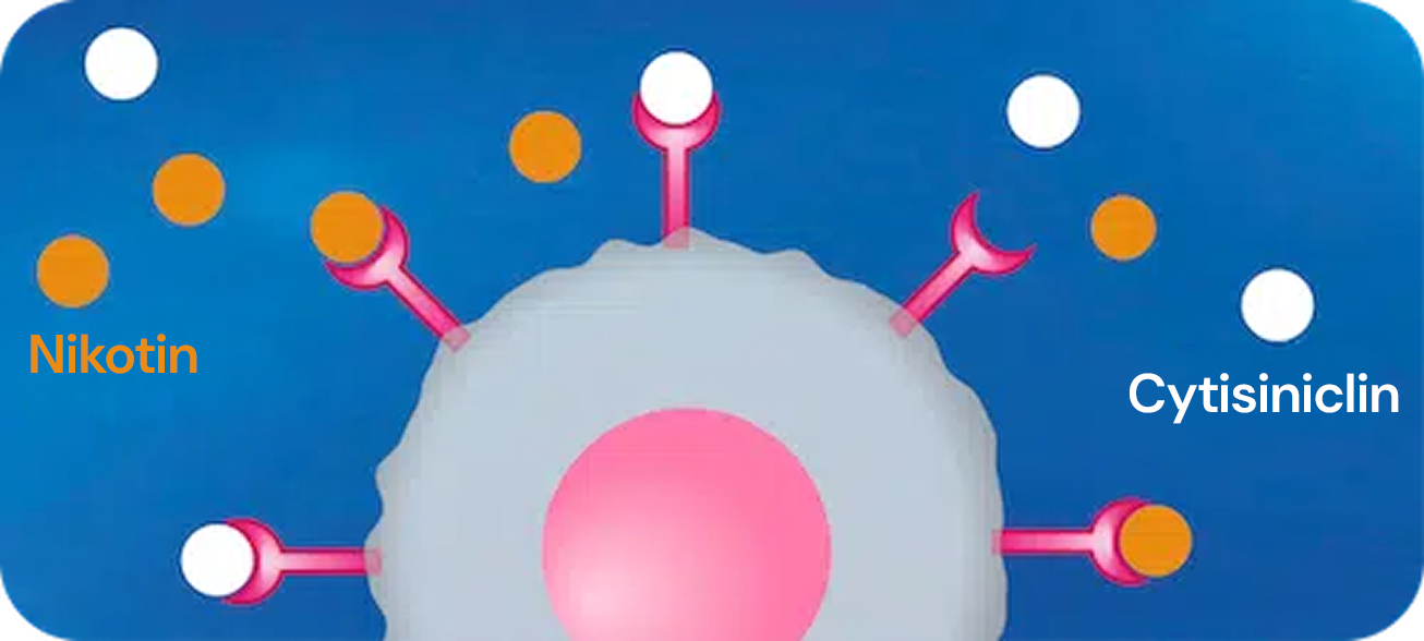 Schematische Darstellung der Nikotinrezeptoren an einer Nervenzelle, die teilweise durch Nikotin (orange Kreise) und teilweise durch den Wirkstoff Cytisin (weiße Kreise) besetzt sind. Visualisierung, wie Cytisin mit Nikotin um die Rezeptoren konkurriert und es schrittweise verdrängt.