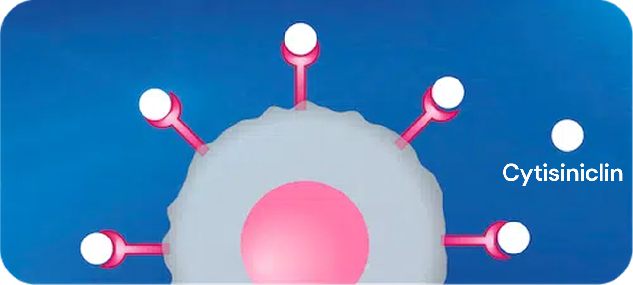 Schematische Darstellung der Nikotinrezeptoren an einer Nervenzelle, die vollständig durch den Wirkstoff Cytisin (weiße Kreise) besetzt sind – Visualisierung der Wirkweise von Asmoken.